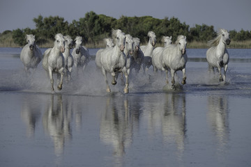 Herd of White Horses Running Through the Water in Camargue, France
