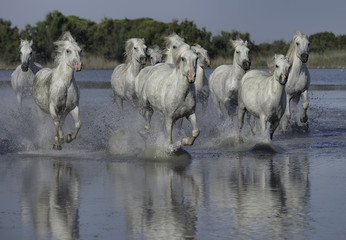 White Stallions Running Through the Water