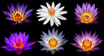 Set of beautiful lotus flower isolated on black background