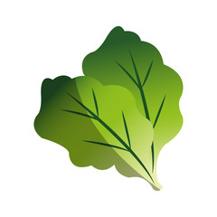 Lettuce icon. Healthy organic fresh and natural food theme. Isolated design. Vector illustration