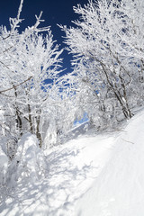 Winter forest