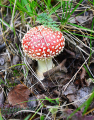 красивый мухомор.