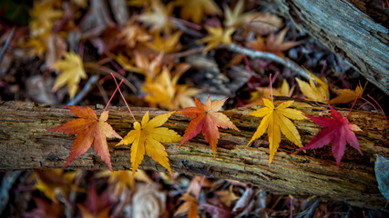 Colorful Maple (Momiji) leaves