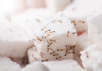 ants on cube sugar
