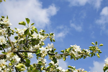 ветки яблони цветущей  на фоне синего неба