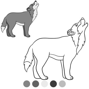 Color me: wolf. Cute beautiful wolf howling.