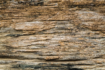 Bark wood rough texture
