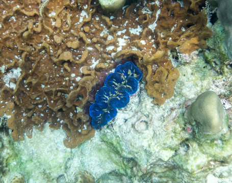 Giant clam blue on coral reef stone