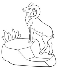 Coloring pages. Cute beautiful urial stands on the rock.