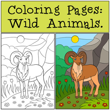Coloring Pages: Wild Animals. Cute beautiful urial smiles.