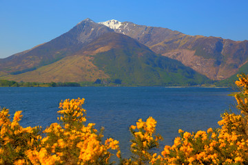 Loch Leven Lochaber Geopark Scotland uk view to Glen coe with snow topped mountains and yellow flowers 