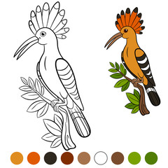 Color me: hoopoe. Cute beautiful hoopoe on the tree branch.