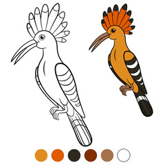 Color me: hoopoe. Cute beautiful hoopoe smiles.