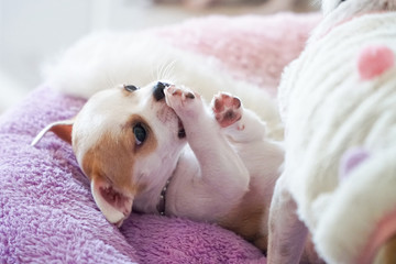 Puppy small chihuahua white brown sleep lying in pad