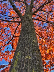 sotto l'albero in autunno