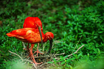 Naklejka premium American Red Ibis
