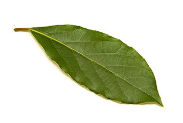 Obraz premium Fresh green bay leaf isolated on white background