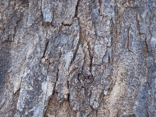 close up Bark tree 