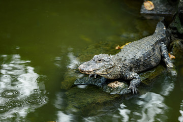crocodile