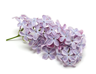 Lilac branch isolated on white background