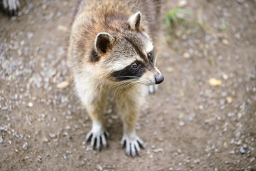 raccoon