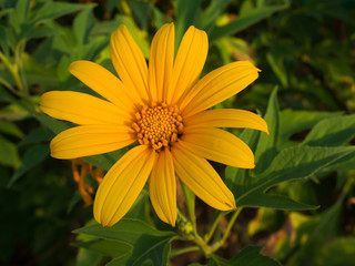 sunflower maxican