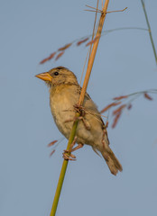 A Baya Weaver male bird with blue sky as the background