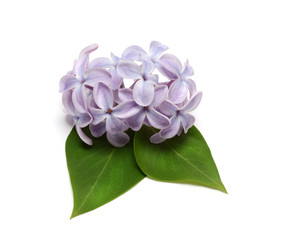 Lilac isolated on white background