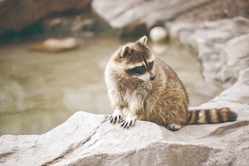 raccoon