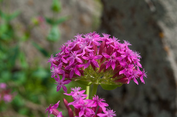 Bunch of beautiful pink delicate flowers Silene Bugska of the family clove endemic