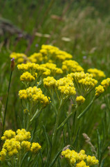 officinalis yellow flowers immortelle