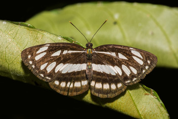 Common Sailor Butterfly with its wings open