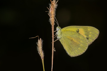 A Beautiful Salmon Arab butterfly with its wings closed
