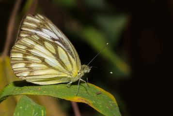 A Common Gull Butterfly perched on a green leaf