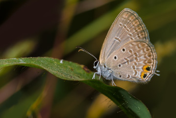 Fototapeta na wymiar A gram blue butterfly perched on a tiny leaf with a smooth brown background