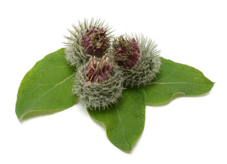 Agrimony isolated on white background