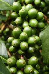 Green coffee beans on stem.