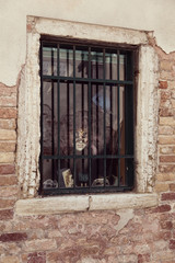 Fototapeta na wymiar mask on display in Venice
