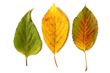 Autumn leaves isolated on white background