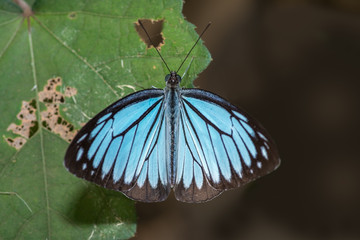 common wanderer male butterfly, with is wings closed, perched on a green leaf