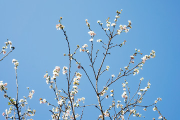 Branches of Cherry blossom or know as Sakura with white budding flower on blue sky background in sunny day