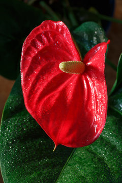 A flower Anthurium