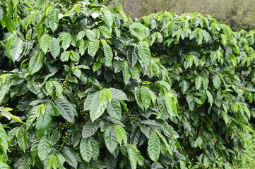 Coffee beans ripening on a tree.