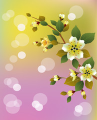 Sakura.Evening in the garden blooming cherry