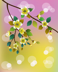 Sakura.Evening in the garden blooming cherry