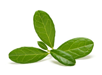 Cowberry branch isolated on white background