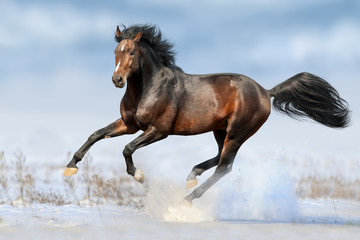 Naklejka na ściany i meble Bay horse run gallop in winter snow field