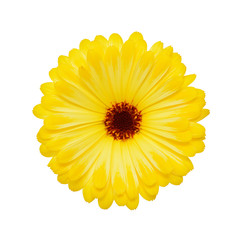 Calendula isolated on white background