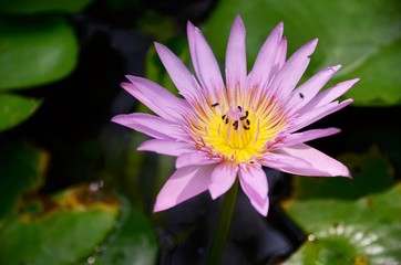 Nymphaea colorata