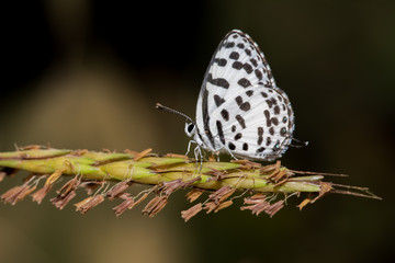 A beautiful Common pierrot  butterfly perched on a tiny plant
